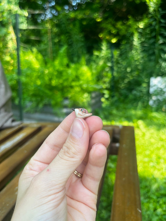House Wren Charm