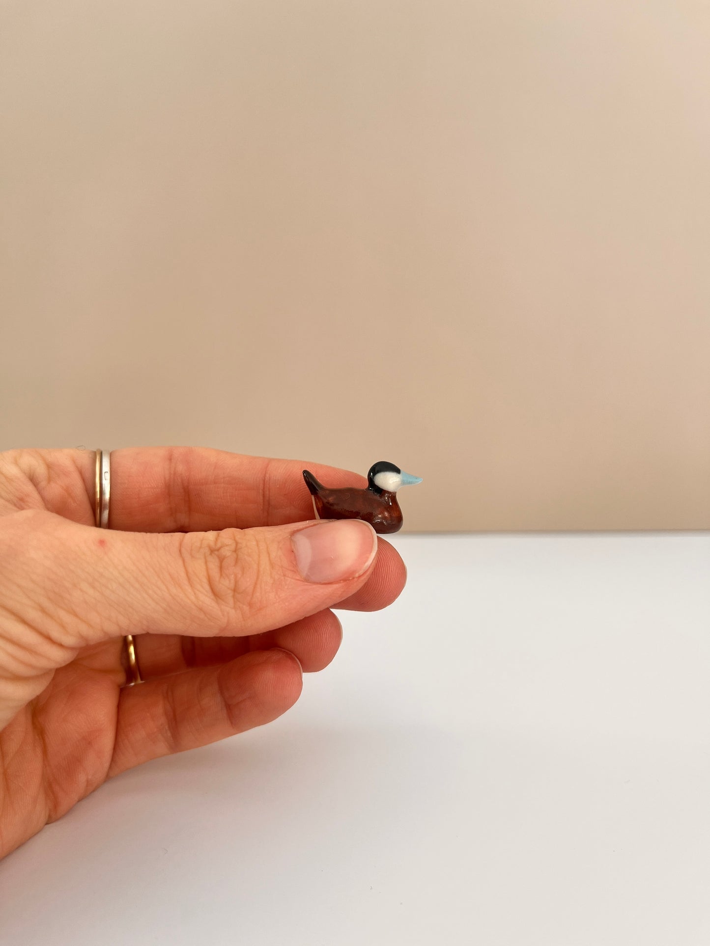 Windowsill Ruddy Duck