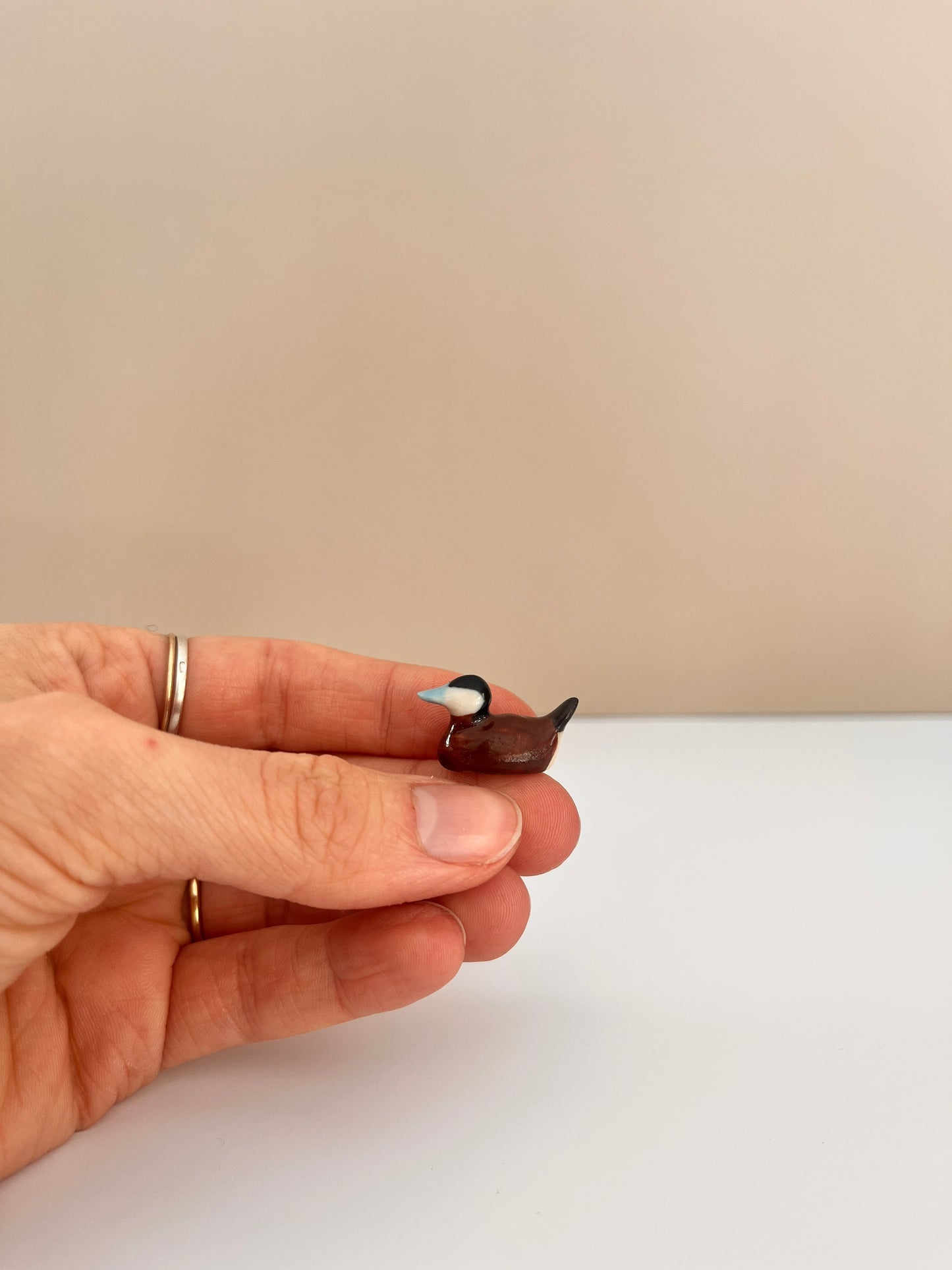 Windowsill Ruddy Duck