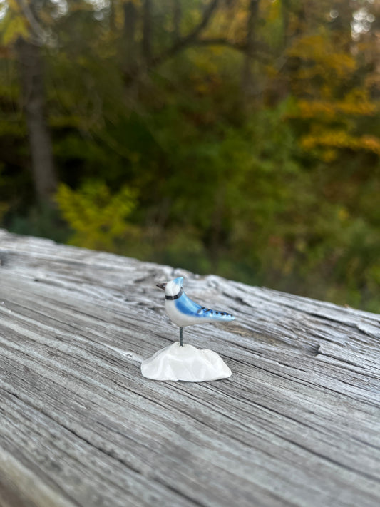 Windowsill Blue Jay