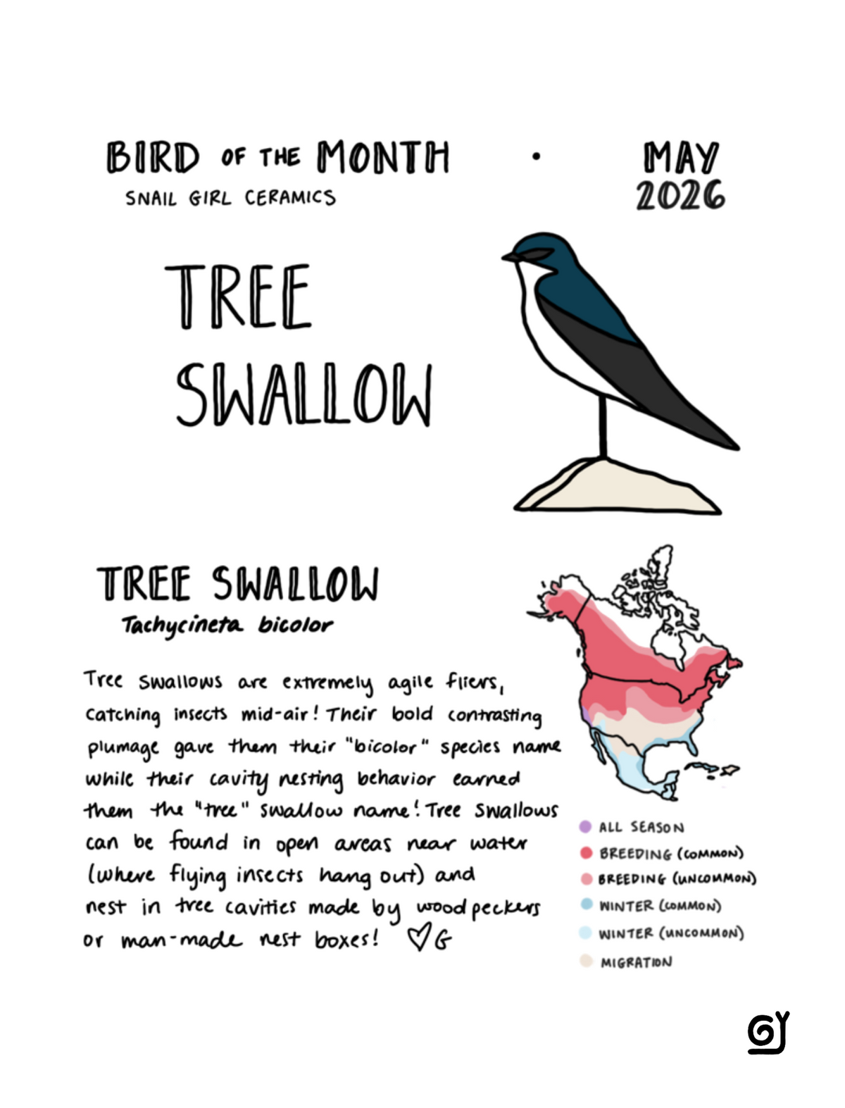 BOTM May -  Tree Swallow