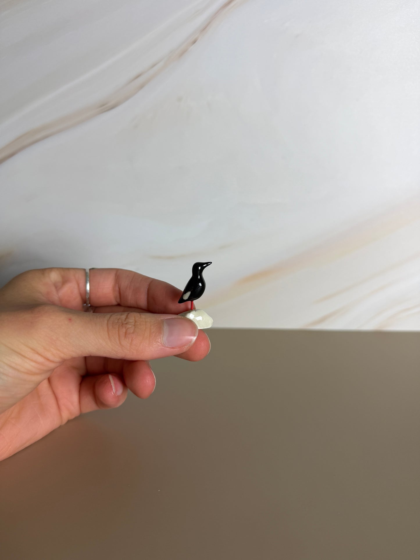 Windowsill Black Guillemot