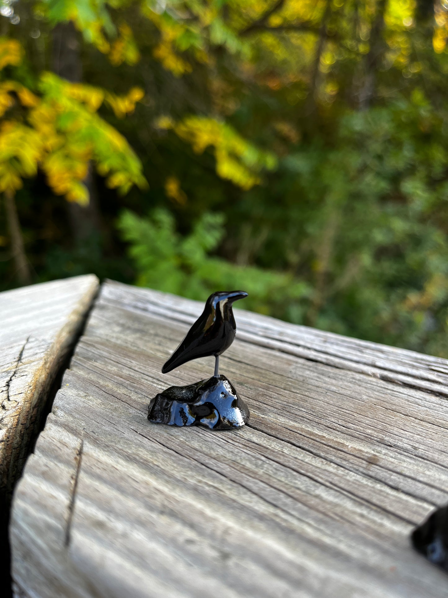 Windowsill Crow 7