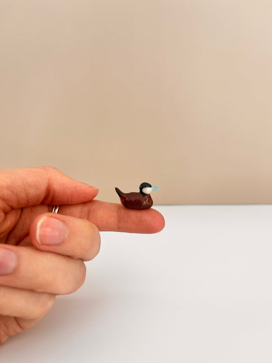 Windowsill Ruddy Duck