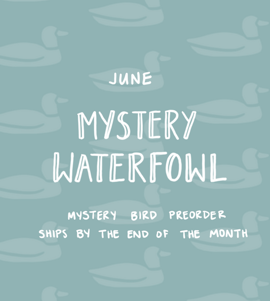 June Mystery Waterfowl
