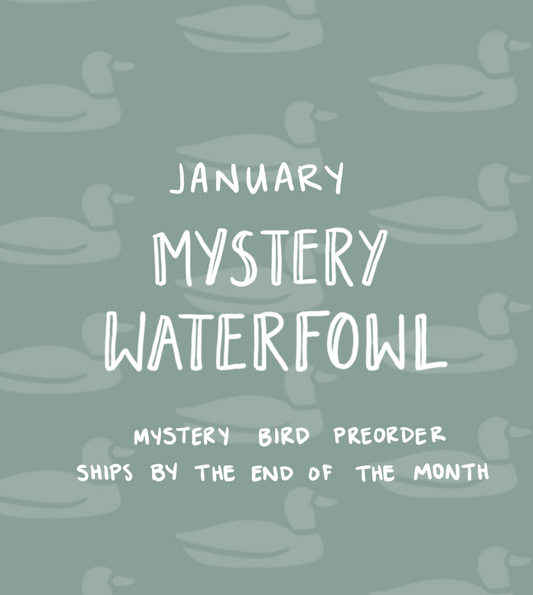 January Mystery Waterfowl