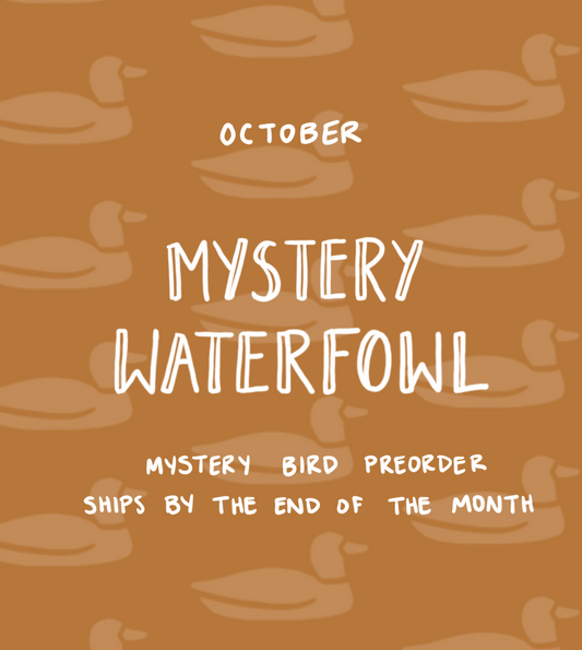 October Mystery Waterfowl