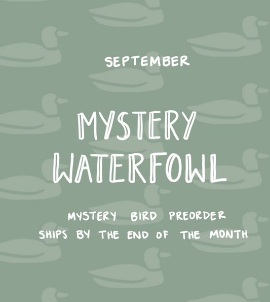 September Mystery Waterfowl