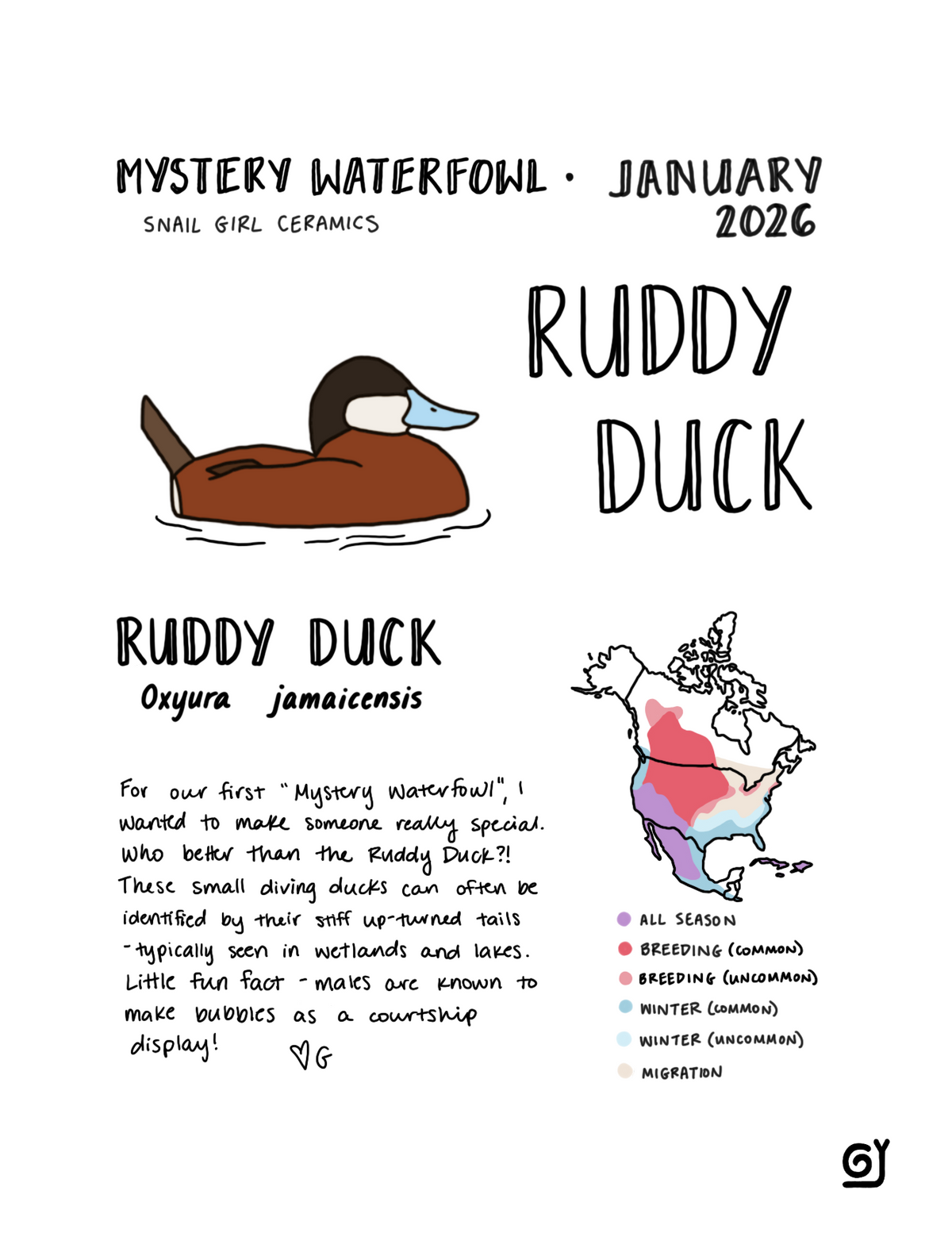 MW January - Ruddy Duck