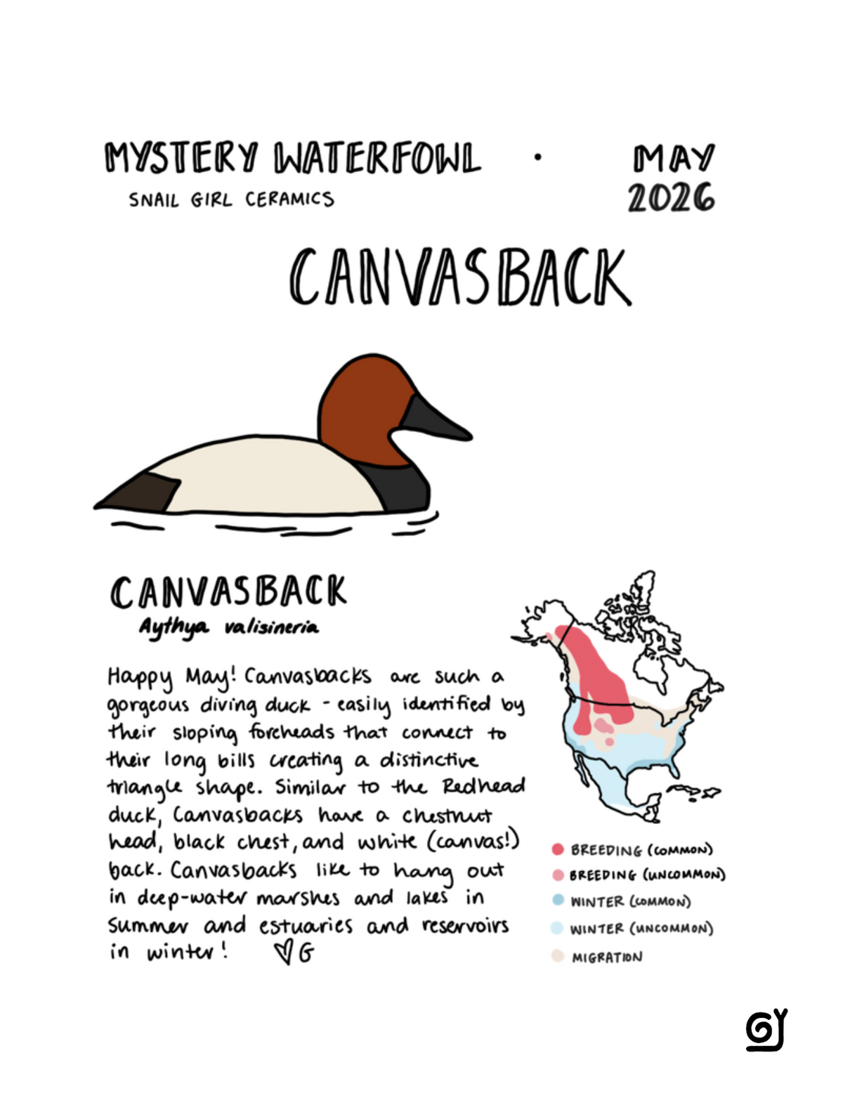 MW May - Canvasback