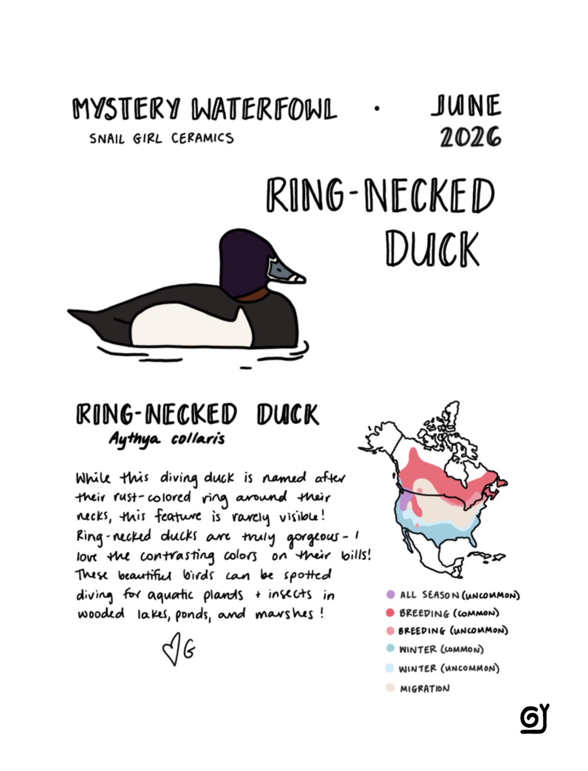MW June - Ring Billed Duck
