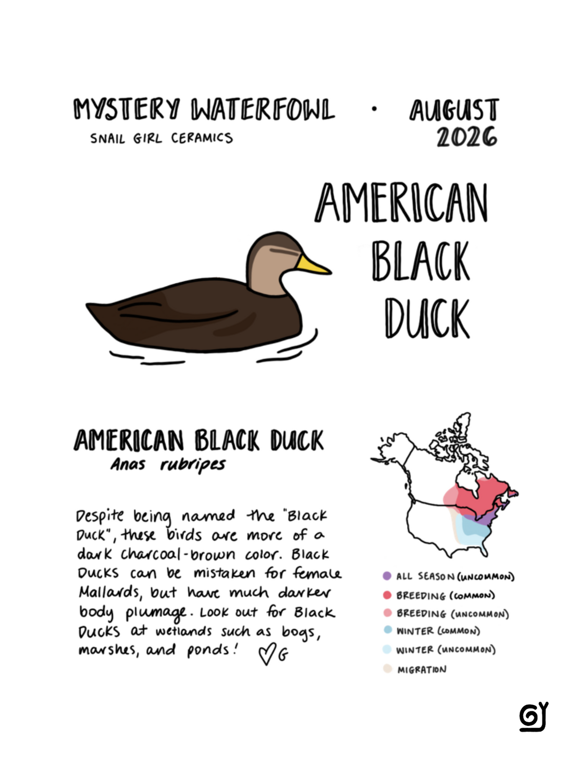 MW August - American Black Duck